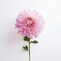 Minimalist Pink Dahlia Flower On White Background