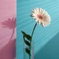 Minimalist pink flower against a pink and blue background.