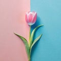 Minimalist pink tulip on a blue and pink background.