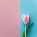 Minimalist pink tulip on a pink and blue background.
