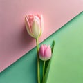 Minimalist pink tulips on a green and pink background.