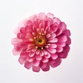 Minimalist Pink Zinnia: A Symmetrical And Balanced Floral Artwork