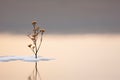 Minimalist plant background Bright green branch is lying on a white background Flat lay Modern minimalistic mockup with