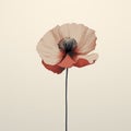 Minimalist Poppy Flower Illustration On Beige Background