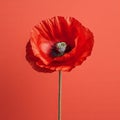 Minimalist Poppy Flower On Solid Background