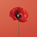 Minimalist Poppy Still Life Photography