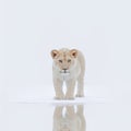 Minimalist Portraits Of Lion Cubs In A White Area With Clear Reflection