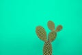 Minimalist prickly pear with green water background and shadow