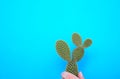 Minimalist prickly pear with green water background and shadow