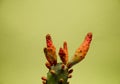 Minimalist prickly pear with yellow background