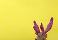 Minimalist prickly pear with yellow background and shadow