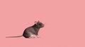 Minimalist Rat Illustration On Pink Background