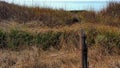 Rural weathered wooden fence post & rusted barbed wire in gold and green grasses. Background simplicity. Royalty Free Stock Photo