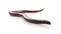 Minimalist representation of a lone earthworm on a white background showcasing its unique form and texture Royalty Free Stock Photo