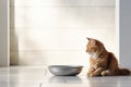 minimalist room with a light floor is graced by a little ginger kitten seated near an iron food bowl
