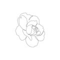 Minimalist rose drawing. Line art tattoo design. Simple trendy floral sketch. Concept for logo, card, banner, poster, flyer