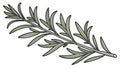 Minimalist Rosemary Sprig Vector, Clean Herbal Graphic, vector design Generative AI Royalty Free Stock Photo