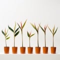 Minimalist Row Of Exotic Orange Plants In Pots Royalty Free Stock Photo