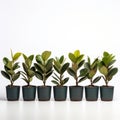 Minimalist Row Of Ficus Plants On White Background Royalty Free Stock Photo