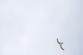 Minimalist seagull in flight in the sky Royalty Free Stock Photo