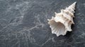 Minimalist seashell close-up styled on a textured dark stone