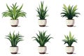 Minimalist Set of Empty Houseplant Pots AI Generated