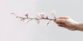 A minimalist shot of a hand reaching out to touch a delicate cherry blossom, symbolizing the fleeting beauty of life