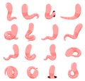 Minimalist simple faceless pink worms set vector flat illustration cartoon funny earthworm