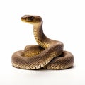 Minimalist Snake: Captivating National Geographic-style Photo On White Background