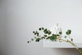 Minimalist still life, green eucalyptus branch and emty ceramic vase on white table by white wall Royalty Free Stock Photo