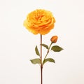 Minimalist Still Life: Single Yellow Rose On White Background Royalty Free Stock Photo