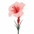 Minimalist Gladiolus Image With Rose On White Background