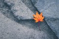 Minimalist style, Retro color filter. A red dry maple leaf being