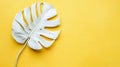 Minimalist summer background with a white painted monstera leaf over a yellow surface, creating a vibrant and exotic visual with Royalty Free Stock Photo