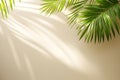Palm Leaf Shadows on Beige Background Good Resolution Stock Photo Royalty Free Stock Photo