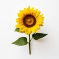 Minimalist Sunflower: A Single Flower On A White Background Royalty Free Stock Photo