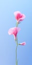 Minimalist Sweet Pea Mobile Wallpaper For Posh And Lg Zx