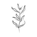 Minimalist tattoo line art herb and leaves rustic