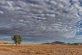 Minimalist trees in the desert plain of Namibia, sossusvlei. Royalty Free Stock Photo