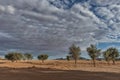 Minimalist trees in the desert plain of Namibia, sossusvlei. Royalty Free Stock Photo