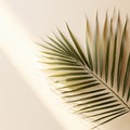 Minimalist tropical leaf against a white wall, illuminated by great light and shadow