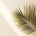 Minimalist tropical leaf against a white wall, illuminated by great light and shadow Royalty Free Stock Photo