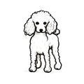 Minimalist Vector Poodle Drawing: Monochromatic White Figures With Contoured Shading