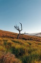Minimalist vertical photo of a dry tree in the middle of the grass next to the santiago crater in the masaya volcano national park