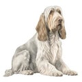 Minimalist Watercolor Painting of a Single Spinone Italiano in Soft Pastel Colors for Invitations and Posters.