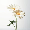 Minimalist White Daisy Flowers In Glass Vase On Gray Background