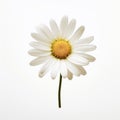 Minimalist White Daisy On White Background: A Graceful Balance Of Simplicity