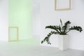 Minimalist white hall and green plant as decoration