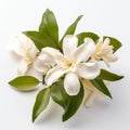 Minimalist White Magnolia Flowers On White Background Stock Photo