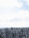 Minimalist Winter Landscape with coniferus trees Royalty Free Stock Photo